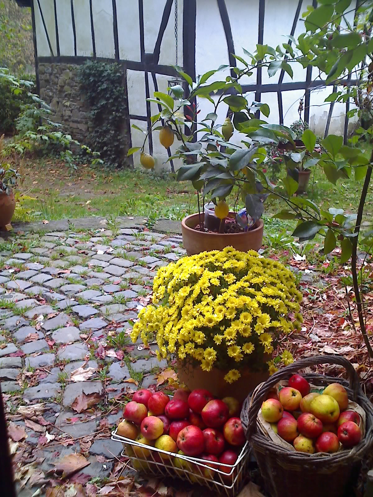 Gartenimpression mit Zitrone
