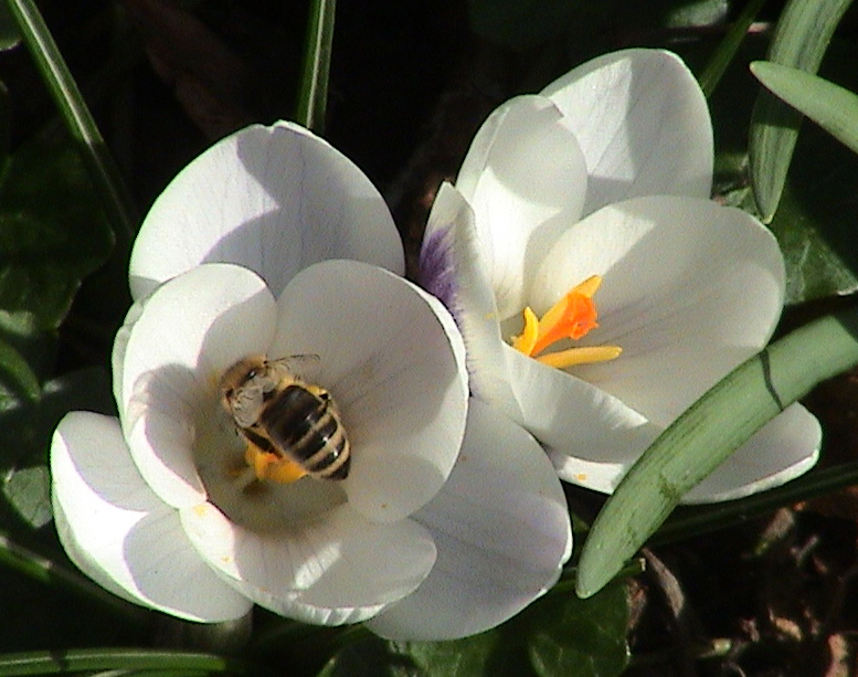 Dunkle Biene auf Krokus