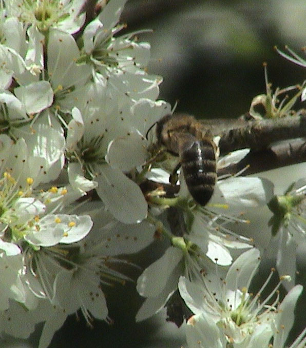 Dunkle Biene auf Schwarzdornblüten